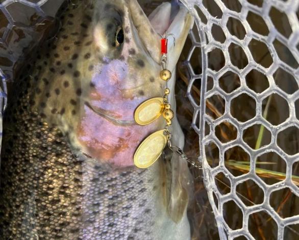 4/10/2023 Trout Fishing in full swing! Tioga County Fishing Report