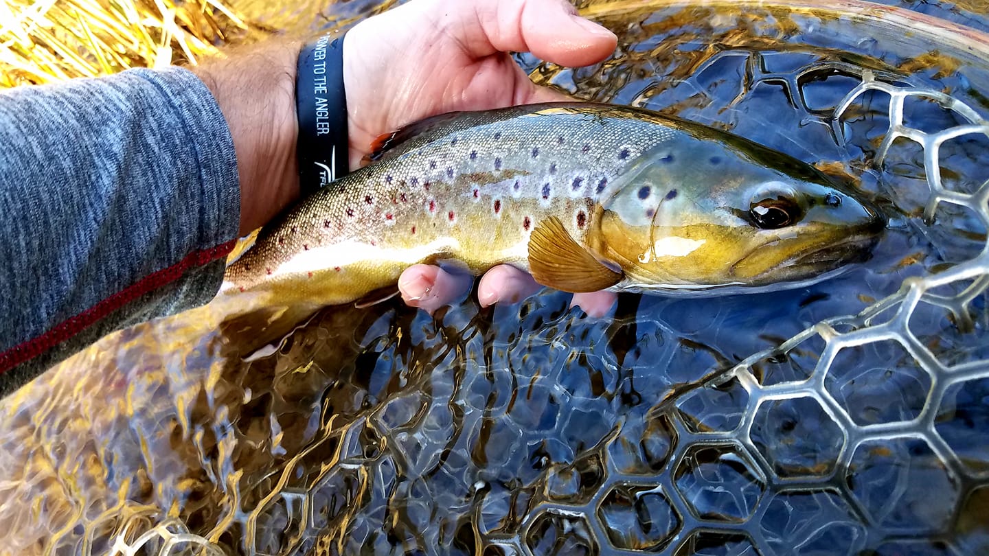 9/28/2022 Fall bite is here.  Fall Trout stockings starting soon!  Tioga County Fishing Report